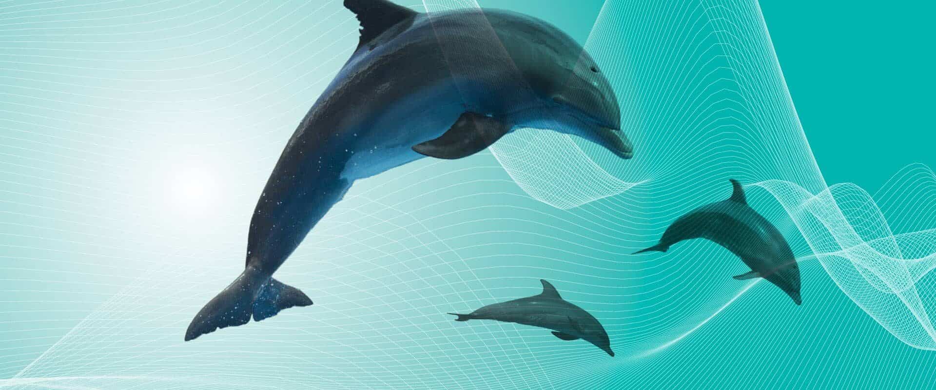 Photo collage of a group of dolphins leaping a soundwave