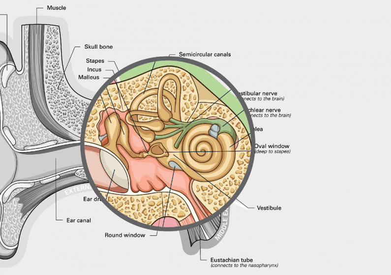 Close-up infographic of the inside of an ear with labeled parts - VEMP Stimuli: A Guide to Ensuring Patient Safety Article