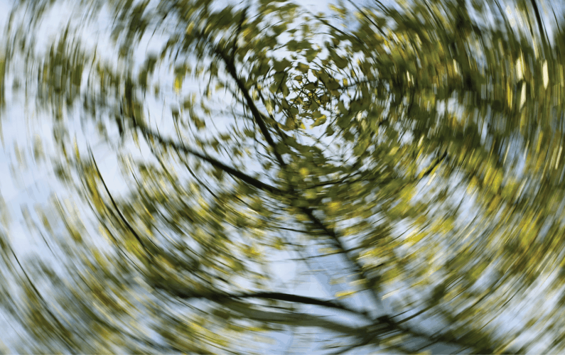 vertigo image of trees in a forest