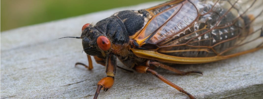 Sounds of Summer: Brood X (M.A. Kleen/shutterstock.com)