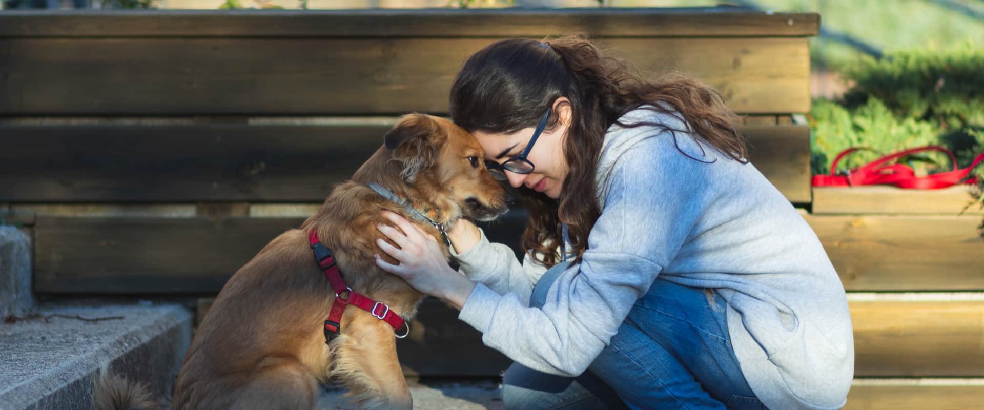 Support Dogs for Individuals with Severe or Profound Hearing Loss (Anagarcia/shutterstock.com)