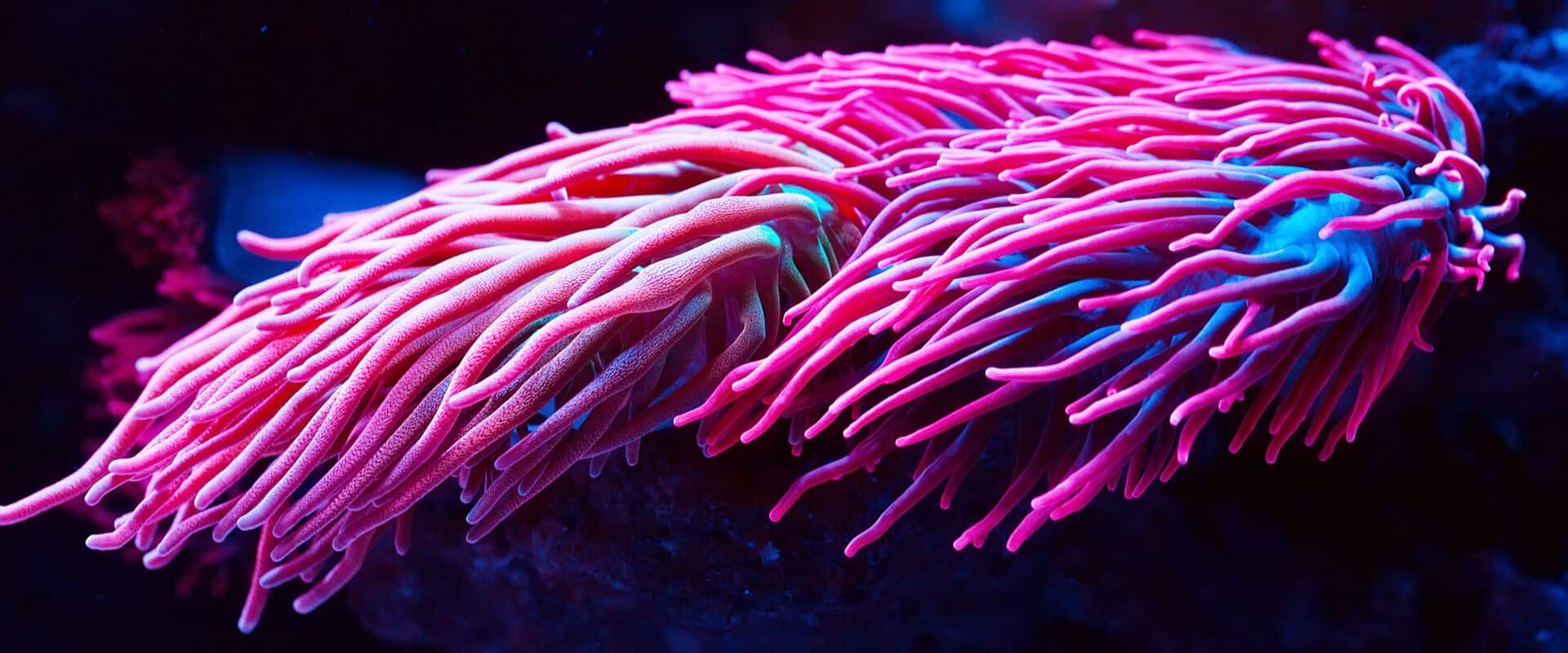 Humans, Sea Anemones, and Hair Cells—Oh My! (David Tadevosian/shutterstock.com)