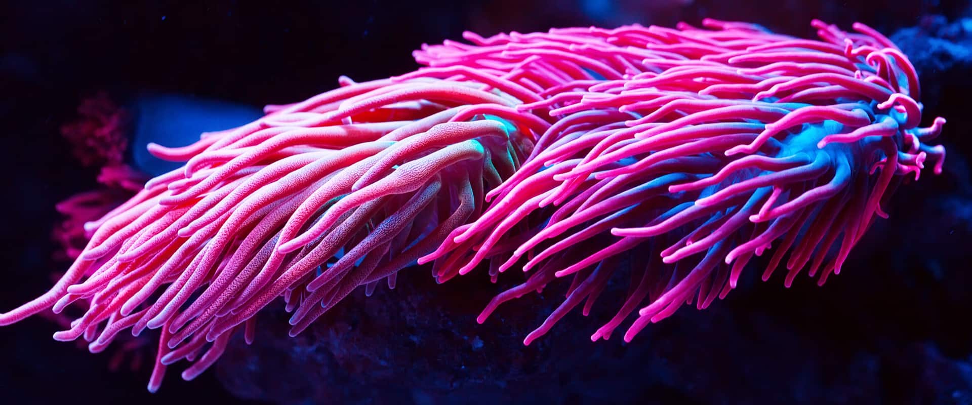 Humans, Sea Anemones, and Hair Cells—Oh My! (David Tadevosian/shutterstock.com)