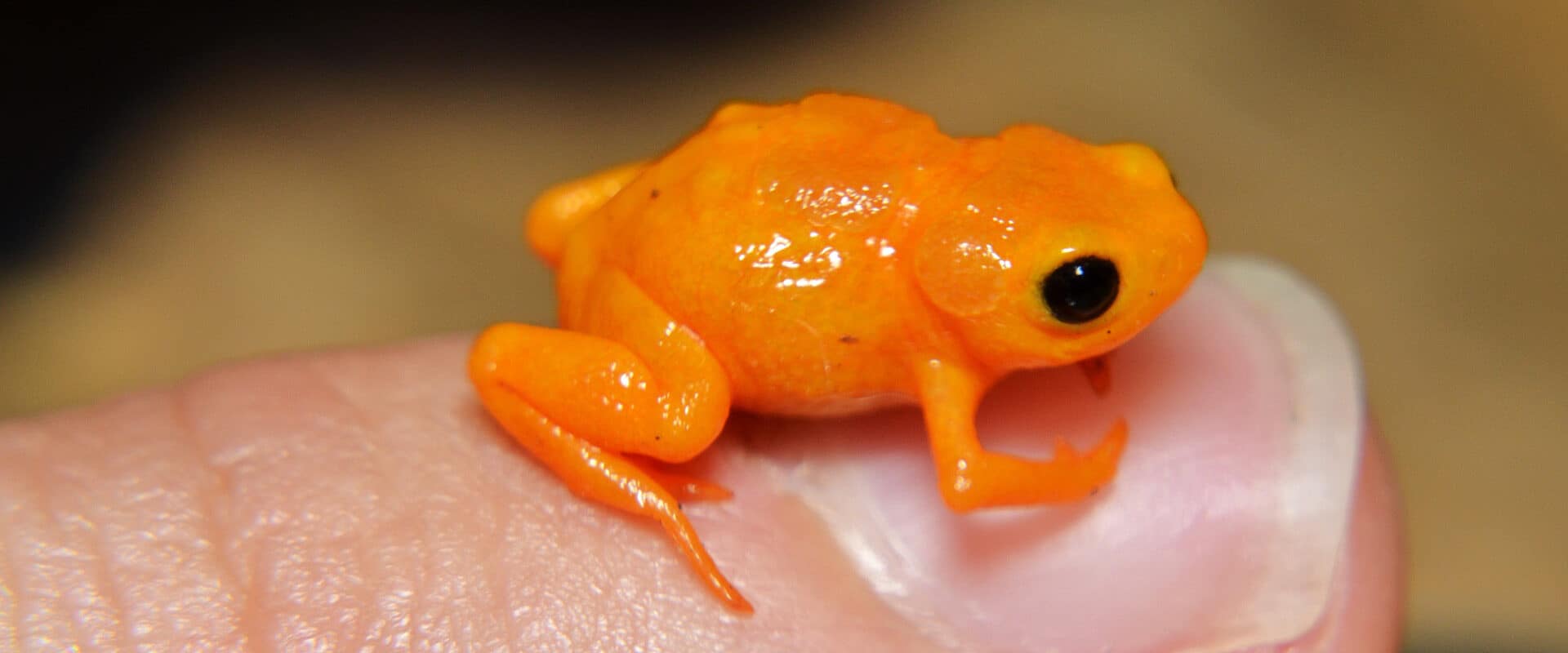 Not All Frog Vestibular Systems Are Equal, and Some Are Pretty Terrible (Fabio Maffei/shutterstock.com)