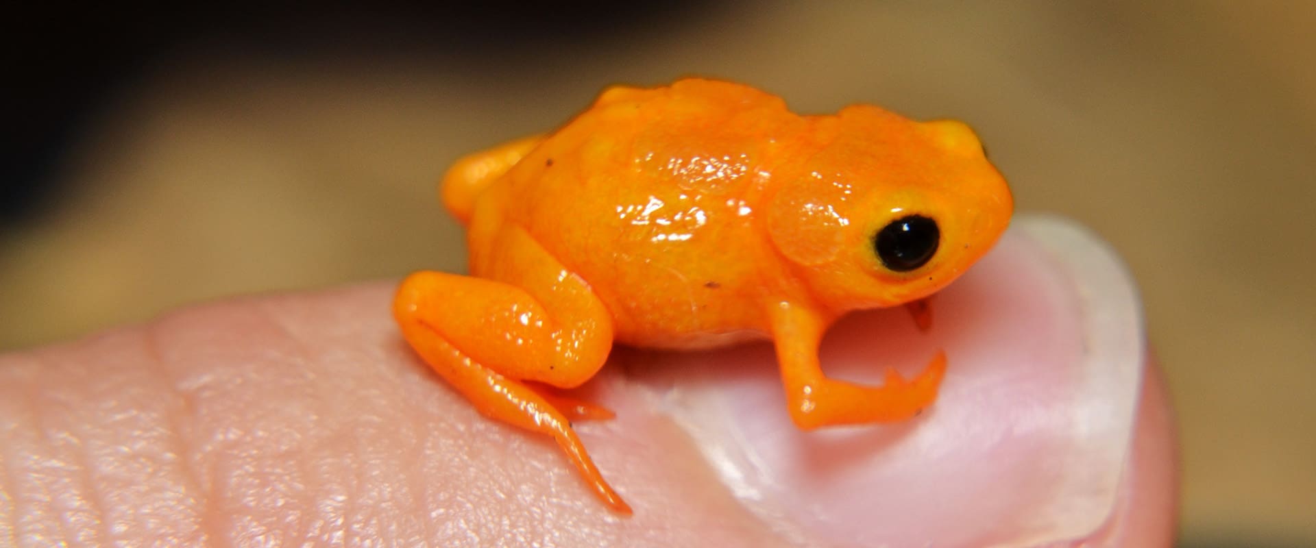 Not All Frog Vestibular Systems Are Equal, and Some Are Pretty Terrible (Fabio Maffei/shutterstock.com)