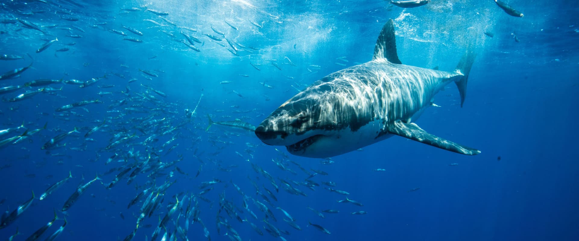 Sharks Can Hear for Miles (Jennifer Mellon Photos/shutterstock.com)