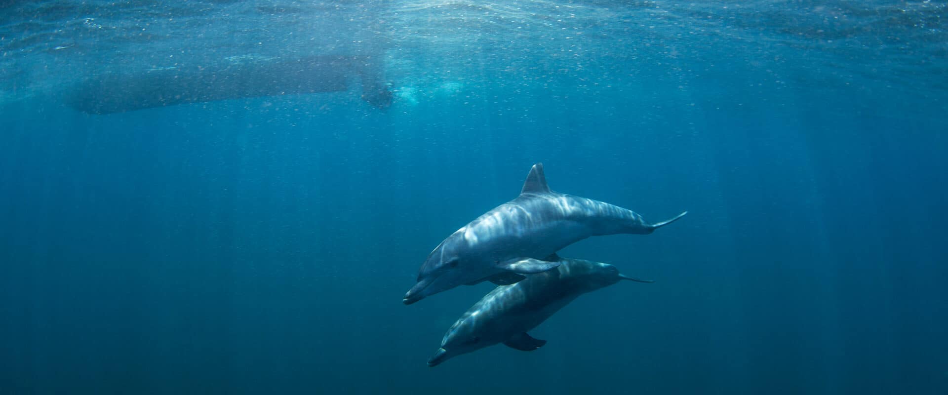 What’s Too Loud for Our Marine Mammalian Friends? (Martin Prochazkacz/shutterstock.com)