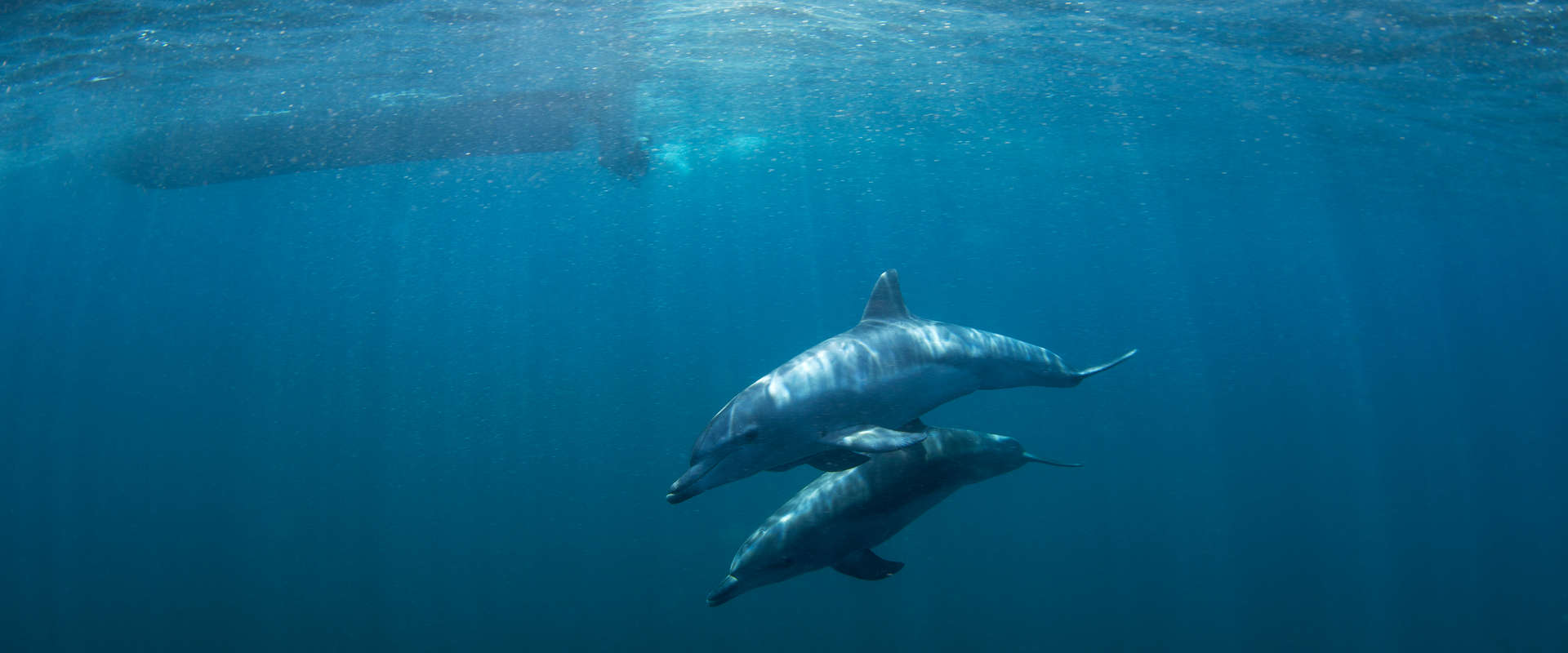 What’s Too Loud for Our Marine Mammalian Friends? (Martin Prochazkacz/shutterstock.com)