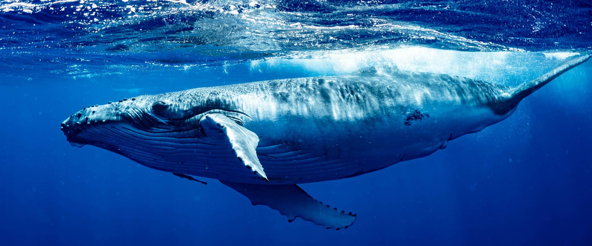 Are We Damaging the Hearing of Whales? (Earth theater/shutterstock.com)
