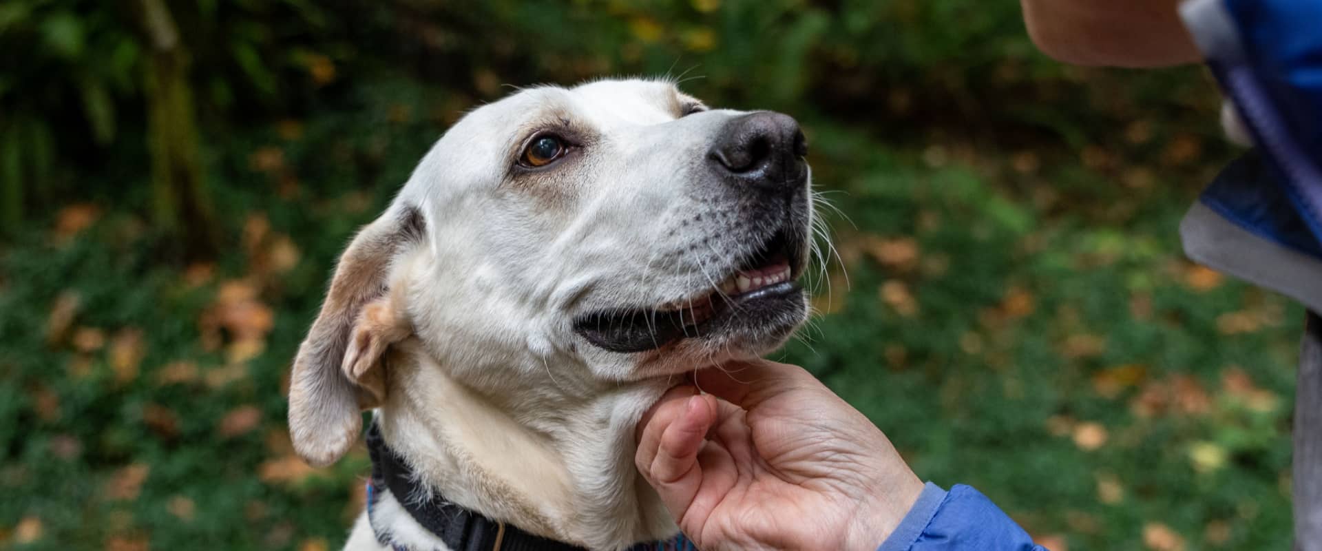 Does the Future Hold Better Hearing Options for Aging Dogs? (knelson20/shutterstock.com)