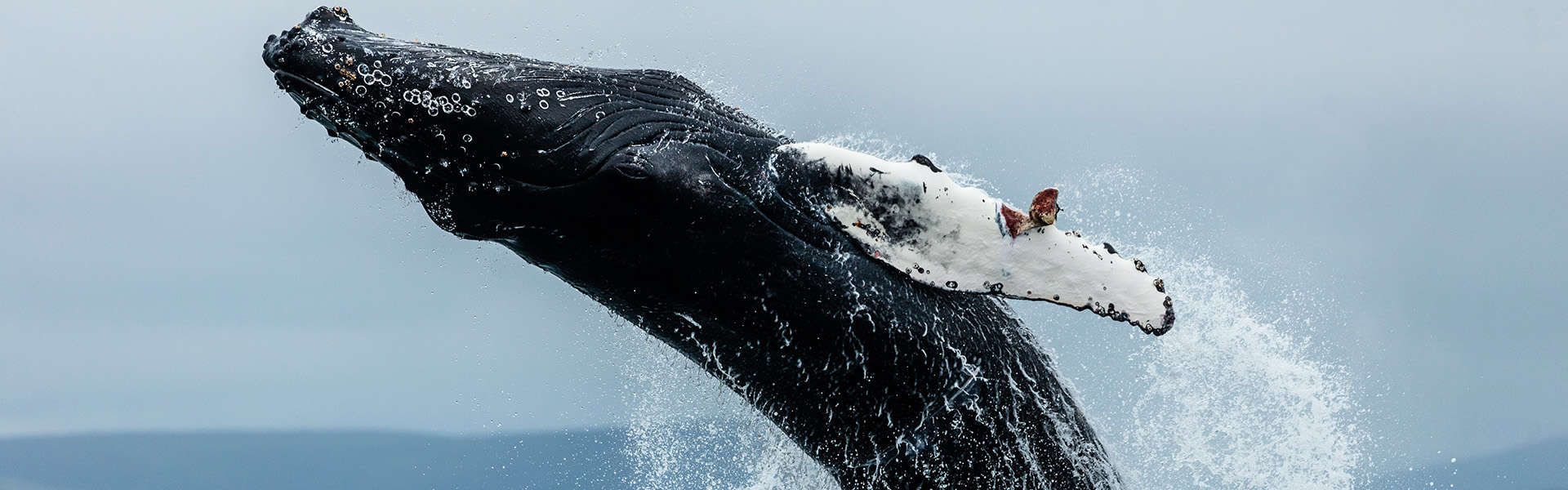 Another Kind of Pollution: How Human Noise Is Affecting Whales