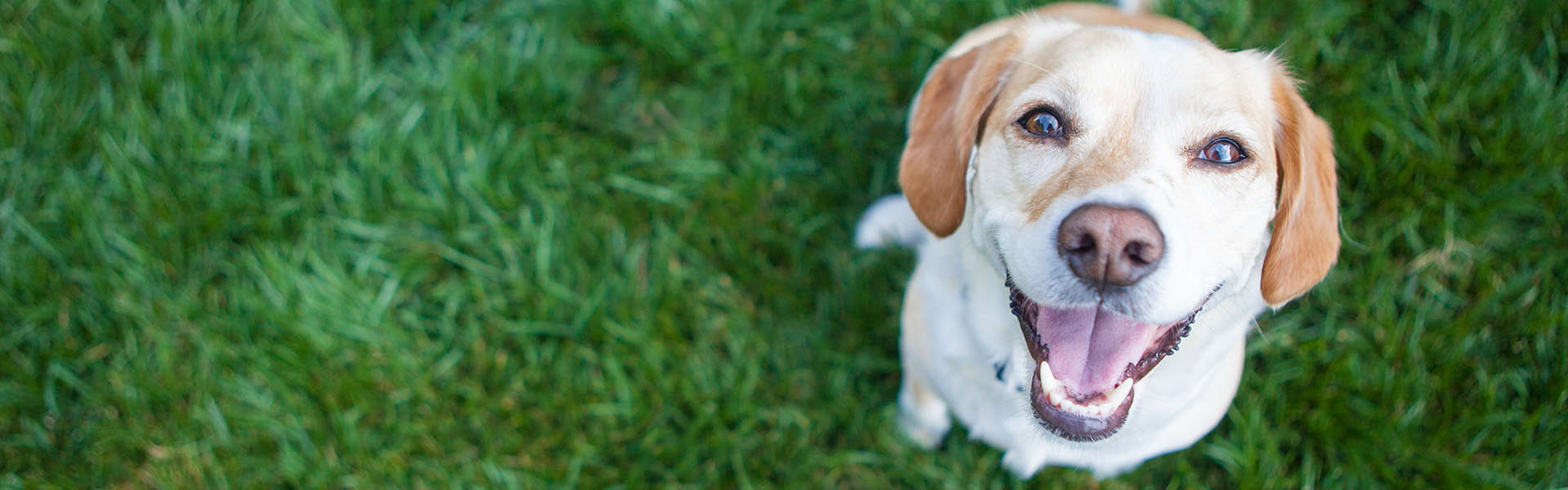 Does Your Dog Listen to You?