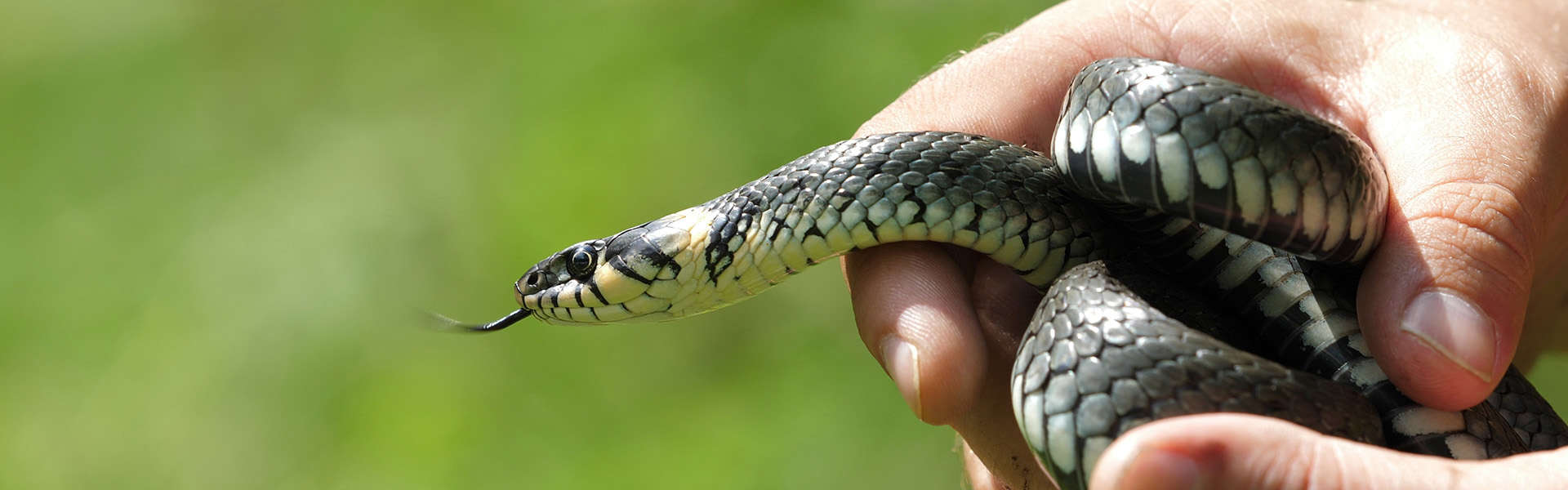 Who’s Afraid of Snakes?