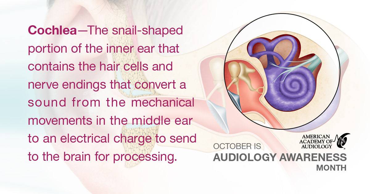 Digital_Ads-AAM-AAM23-SMG-HL_Glossary-Facebook-Cochlea-min