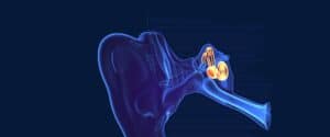 Academy Research Conference 2023: Next-Generation Inner-Ear Therapies—Summaries (MicroScience/Shutterstock.com)