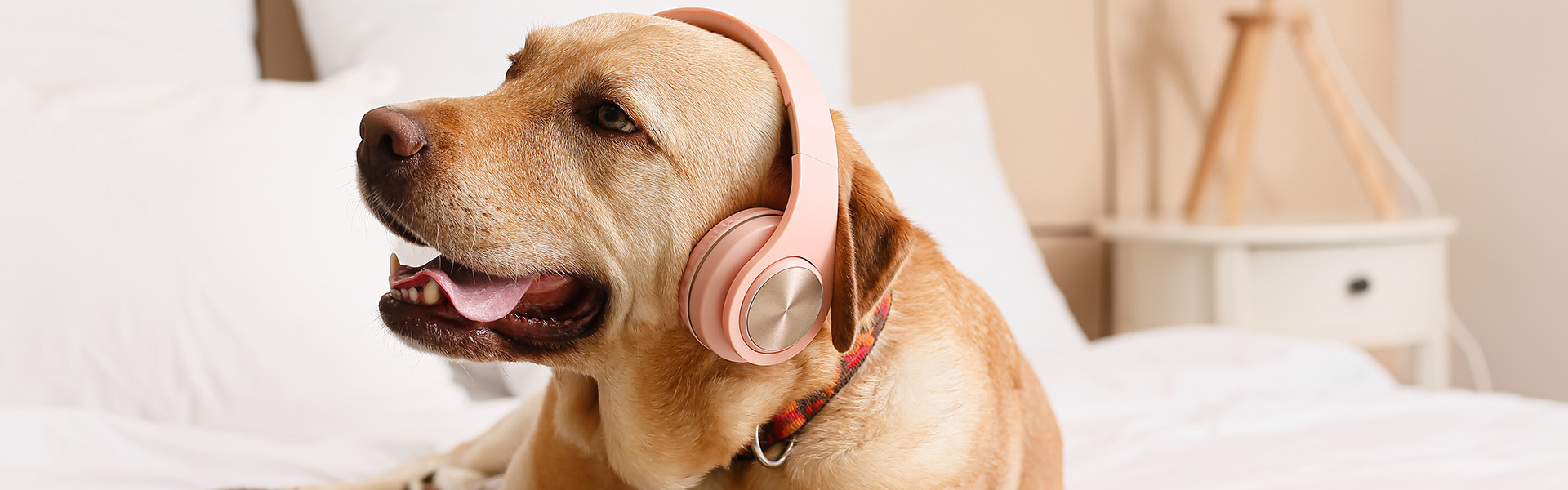 Cute dog with headphones listening to music at home
