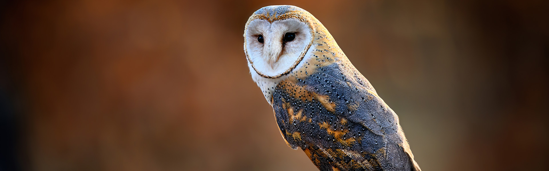 Which Animal Has the Best Hearing? - Barn owl close up ( Tyto alba )