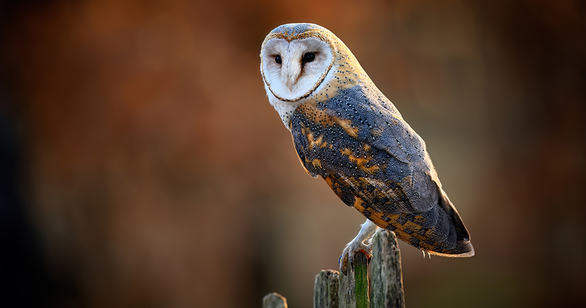 Which Animal Has the Best Hearing? - Barn owl close up ( Tyto alba )