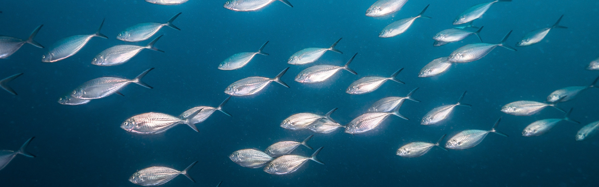 Some Fish Hear with Their Bones and Communicate in an Unusual Way