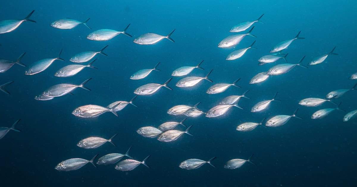 Some Fish Hear with Their Bones and Communicate in an Unusual Way