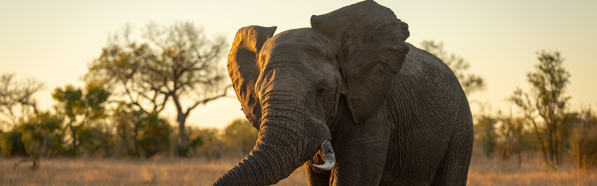 Why Do Elephants Have Such Big Ears?