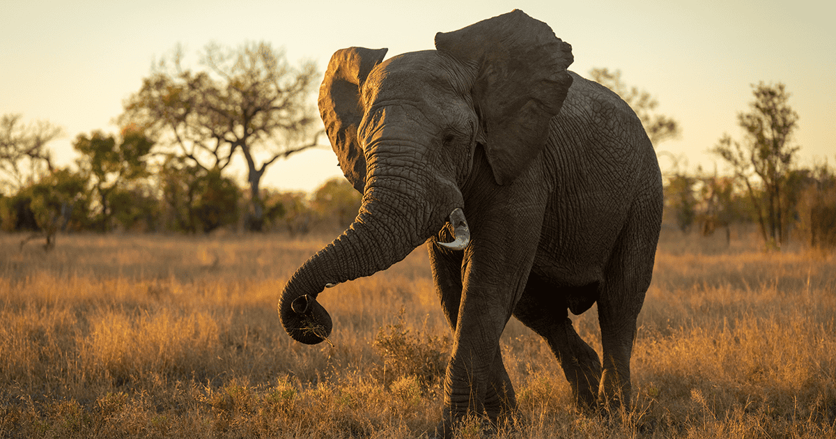 Why Do Elephants Have Such Big Ears?