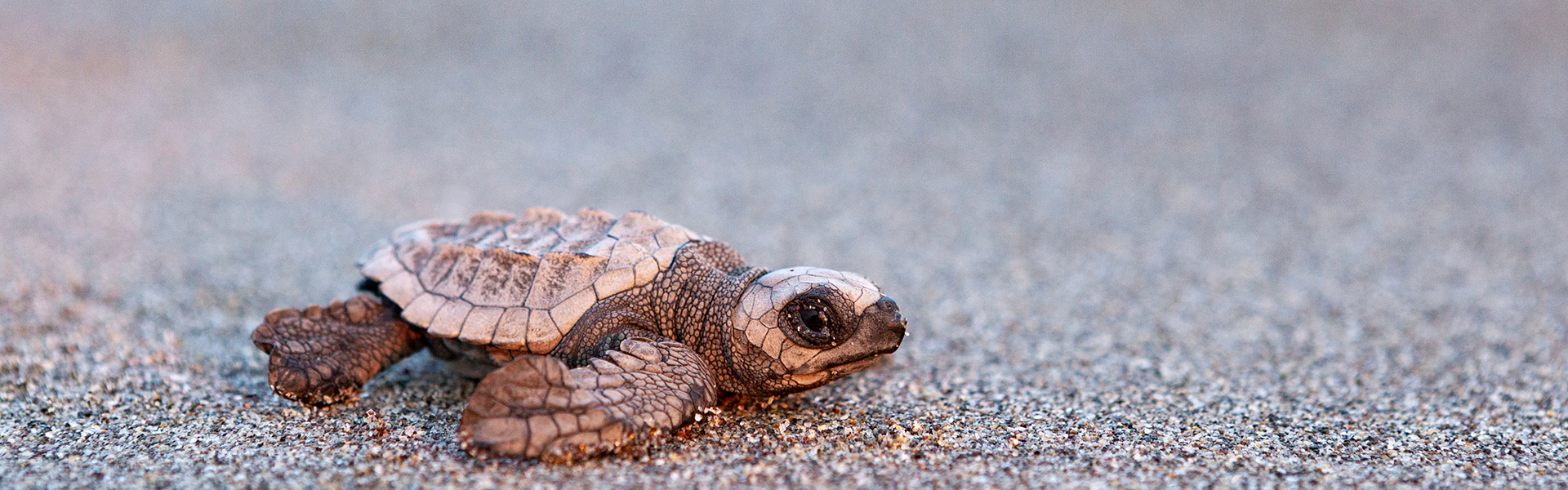 Kemp's ridley sea turtle on the sand beach of Mexico (Chiapas)
