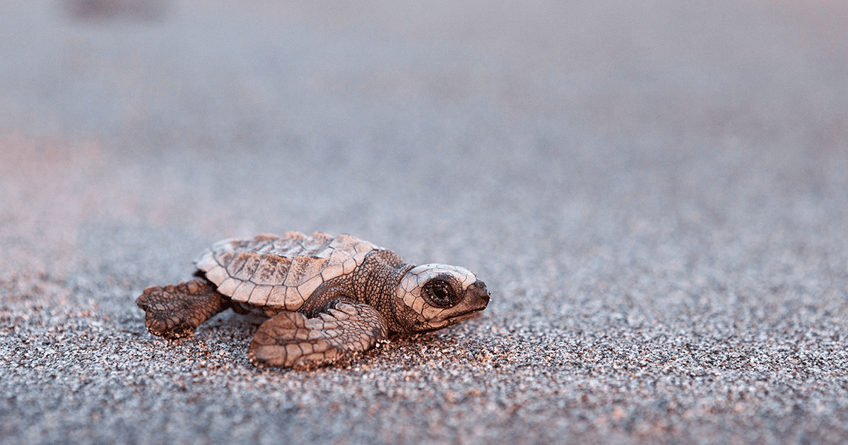 Kemp's ridley sea turtle on the sand beach of Mexico (Chiapas)