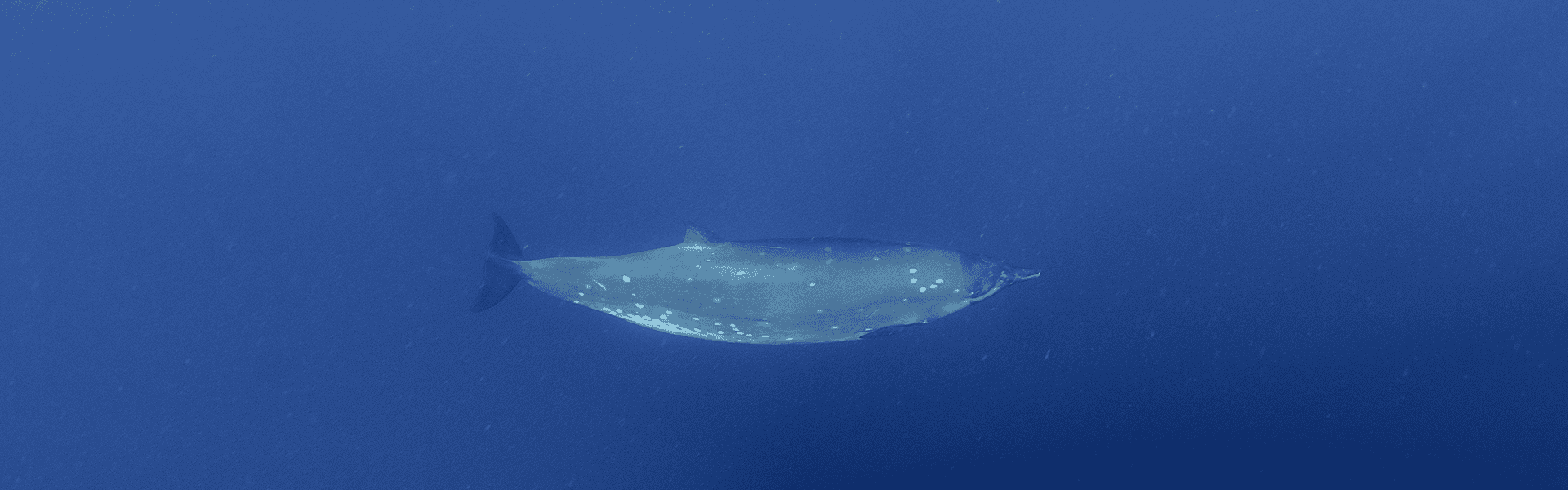 Beaked whale in deep of ocean.