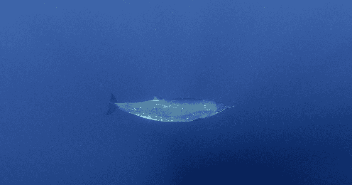 Beaked whale in deep of ocean.