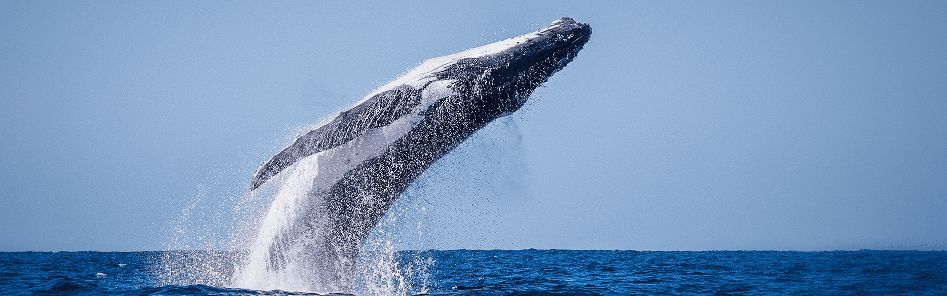 Adult humpback whale breaching out of the water on a calm sunny day in Byron Bay. The cetacean is almost fully out of the water with water dropping from its body. The animal is arching its back. - The Humpback Whale’s Range of Hearing Is Not What was Believed