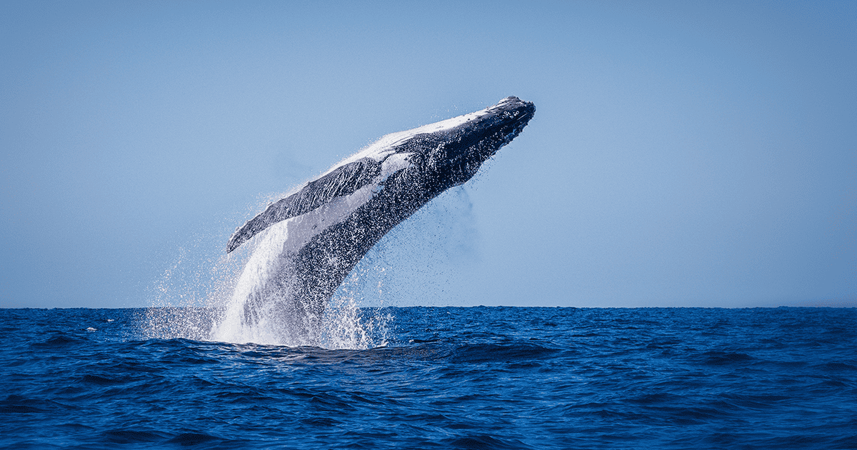 Adult humpback whale breaching out of the water on a calm sunny day in Byron Bay. The cetacean is almost fully out of the water with water dropping from its body. The animal is arching its back. - The Humpback Whale’s Range of Hearing Is Not What was Believed